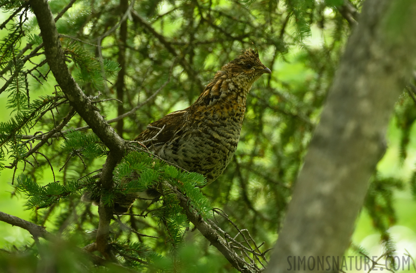 Bonasa umbellus togata [400 mm, 1/200 Sek. bei f / 7.1, ISO 2000]